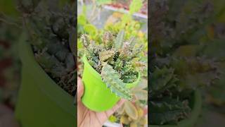 Lifesaver Cactus Huernia zebrina propagation 🌵❤️ succulentcare succulent succulentpropagation [upl. by Barbur726]