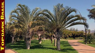 10 Palmeiras mais usadas em paisagismo e jardinagem [upl. by Nhar399]