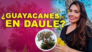 Mi primer video  ¿Guayacanes en Daule [upl. by Leeann409]