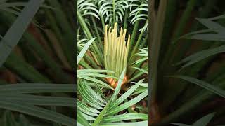 Cycas flower plants cycas short video [upl. by Atekin199]