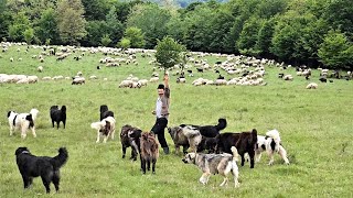 PESTE 20 DE CAINI CIOBANESTI ALUNGA URSUL PRIN PADURESA NU ATACE OILE LUI MARIN CHIOJDEANU [upl. by Ahsiken812]