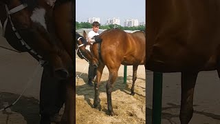 Everyday life of our Stallion and Beautiful Horses Greenscreen [upl. by Edythe]