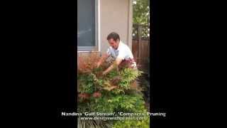 Nandina Gulf Stream Compacta Pruning [upl. by Resarf]