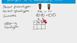 A2 Biology  monohybrid inheritance [upl. by Iand]