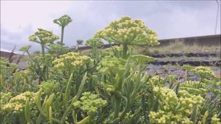 Zeevenkel Crithmum maritimum  20170724 [upl. by Gibert433]