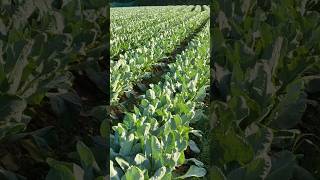 Full govi ki kheti fullgovikheti coulyflowerfarming coulyflower fullgovi shortsvideo 🥦🥦 [upl. by Suoicul]