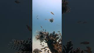 Lionfish HUNTING goodies poisonousanimals hunting fish reef coral sea ocean travel [upl. by Omik]