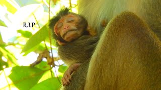 Twodayold baby monkey dies of milk shortage [upl. by Adarbil206]