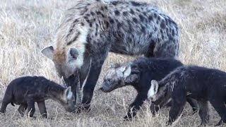 adorable hyena cubs reuniting with family  part 32  cubs want subadults toy [upl. by Hax]