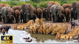 4K African Animals Hwange National Park  Amazing African Wildlife Footage with Real Sounds in 4K [upl. by Aivilys]