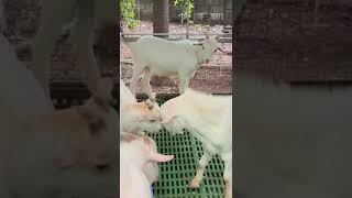 Saanen Goat Buddies  Goats World Kerala [upl. by Elocn401]