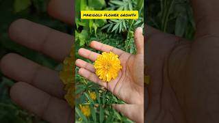 GROW Marigold Flowers FAST and Easy reels shorts viralvideo ytshorts gardan flowers farming [upl. by Neerak]