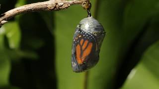 Monarch butterfly emerging time lapse [upl. by Nodnart]