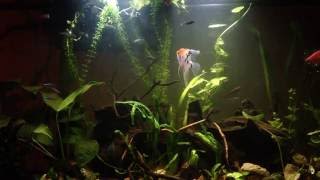 Convict Cichlids live with Neon Tetras PEACEFULLY Community Tank [upl. by Ykceb]