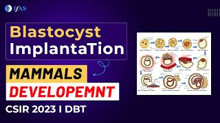 BLASTOCYST IMPLANTATION I MAMMALS DEVELOPEMNT I CSIR2023 I DBT I [upl. by Neeroc594]