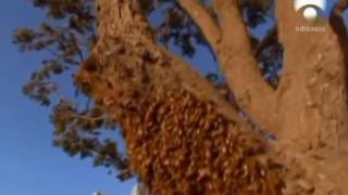 El ataque de las abejas asesinas Documental [upl. by Terrance816]