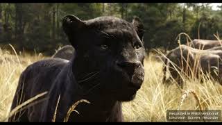 The Jungle Book 2016 bagheera vs sharekhan Hollywood movie clips [upl. by Ille]