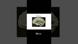 Whats in our brains besides the brain matter 👽 brains brainanatomy animation [upl. by Ys]