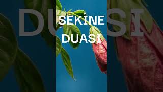 SEKİNE DUASININ ANLAMI [upl. by Atiekan]