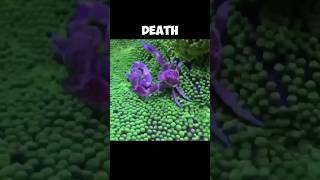 Purple Porcelain Crabs  FIGHTING To The DEATH 😥 [upl. by Lifton126]