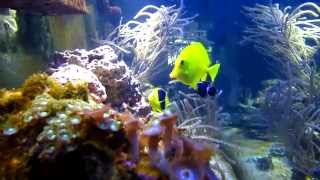 One week saltwater fish quarantine method [upl. by Tlevesor]