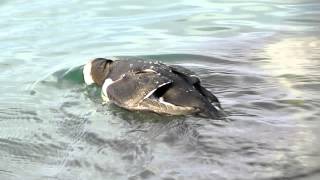 Razorbill hunting Venice North Jetties [upl. by Yremogtnom]