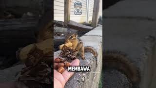 tupai ini menggunakan daun kering untuk membeli kacang🐿😂 [upl. by Cortney]