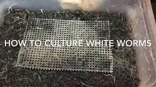 How To Culture White worms [upl. by Cherilyn489]