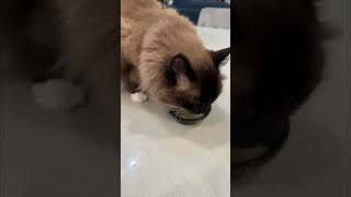 Cute Coco the Cat Loves Her Bone Broth Soup  Arizona Cuddly Ragdoll Cats shorts [upl. by Petulah]