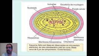 Microbiologia ARQUEAS E CIANOBACTÉRIAS [upl. by Aelhsa626]