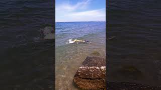 Golden mermaid caught to swim near the rocks ✨♥️ mermaid mermaids sirena swimming [upl. by Eelyrehc]