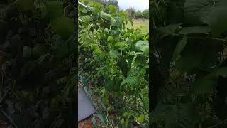 🥦🥕 les haricots magiques 💥 Haricot vert comment éviter les mauvais herbes ❤️ autonomiebio [upl. by Alisander]