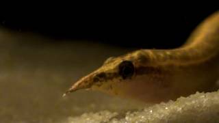 Macrognathus aculeatus HD movie 04  Peacock  Spiny Eel [upl. by Ferino]