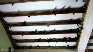 Segamat Bird  Swiftlet house video  wwwbirdnestonlinecom [upl. by Einner388]