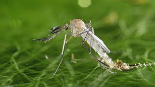 Male Culex pipiens mosquito hatching  UHD 4K [upl. by Radnaskela203]