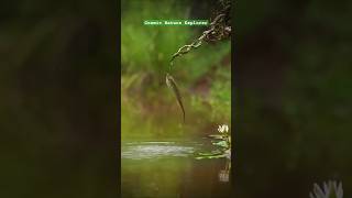 Fish vs Snake The Hunter Becomes the Hunted shorts animals [upl. by Enyleve]