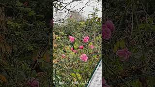 Wetter in Norden 06 11 2024 naturevideo nordseegefuehl wetter blumen [upl. by Bellew651]