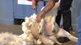 Ffeinal Cneifio i Ferched  Female Shearing Final [upl. by Rehpatsirhc913]