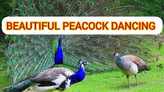 Peacock Dance। Peacock Voice। Peacock Video Beautiful Peacock Dancing and Voice Video [upl. by Carmelle115]