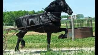 Percheron Stallion Yoder Farms Duke [upl. by Ariayek]