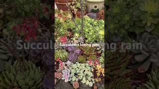 Succulents garden♥️gardenlover succusucculents homegarden succulentslover melbourne australia [upl. by Braun]