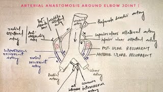 Arterial anastomosis around elbow joint 🔥🔥🔥 med tutorials [upl. by Tisha]