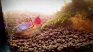 My Killifish [upl. by Blasien]