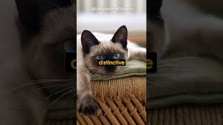 13 Second Animal Facts Siamese Cats The Meezer Marvels shorts cat [upl. by Ebony884]