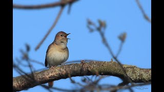 Der Gesang der Nachtigall [upl. by Evangelin61]