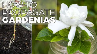 Propagating Gardenia  The Easy Method [upl. by Hopfinger552]