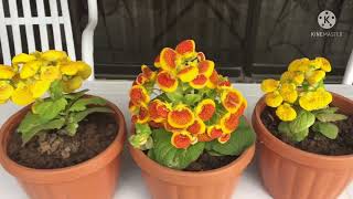 Lady’s Purse Plant Calceolaria Plant  Grow amp Care tips [upl. by Iborian]