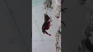 Mantis Shrimp PUNCH Strength🥊 vs crabs 1v1 [upl. by Eizzo]