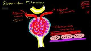 Glomerular Filtration [upl. by Ahtis381]