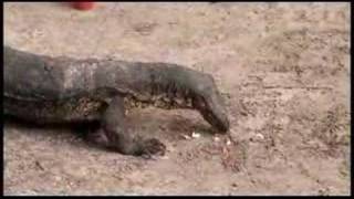 科莫多龍 Komodo Dragon  Malaysia Sabah Spai Island [upl. by Mita438]